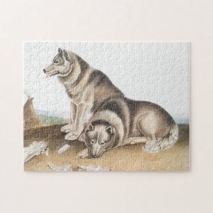 Puzzle Esquimaux Chien (Canis familiaris) Illustration