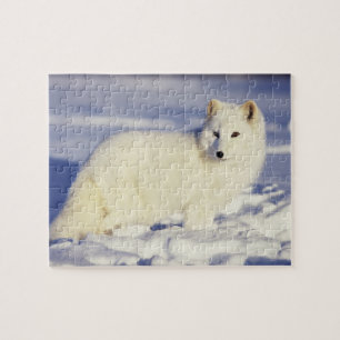 Puzzle États-Unis, Alaska. Renard arctique en couche d'hi