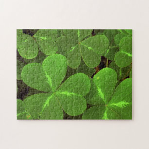 Puzzle États-Unis, Californie, Muir Woods. Gros plan sur