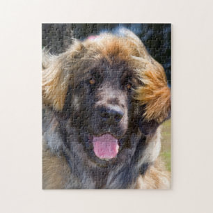Puzzle États-Unis, Californie. Portrait de Leonberger ass