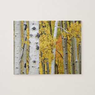 Puzzle États-Unis, Colorado, Montagnes Rocheuses. Tremble