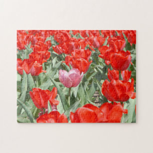 Puzzle États-Unis, Kansas, Tulipes rouges avec une tulipe