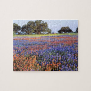 Puzzle États-Unis, Texas, Llano. Bluebonnets et redbonne