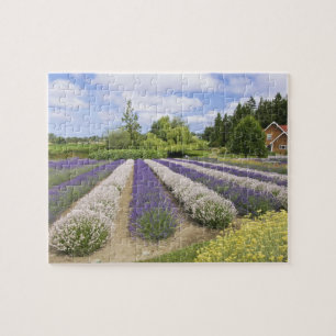 Puzzle États-Unis, WA, Sequim, Purple Haze Lavender Farm