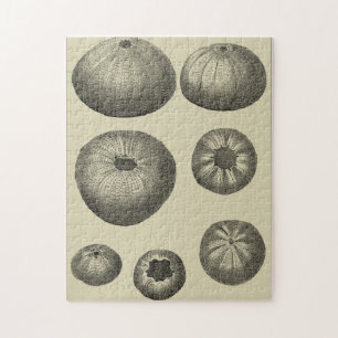 Puzzle Étoiles de mer noires et blanches