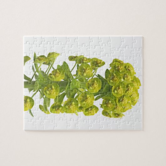 Puzzle Euphorbe (Horizontal)