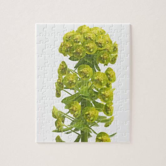 Puzzle Euphorbe (Vertical)
