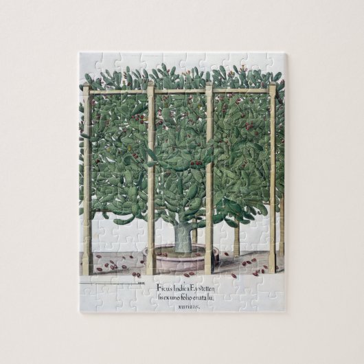 Puzzle Eystettensis indica de Ficus, du 'Hortus Eystet (Vertical)