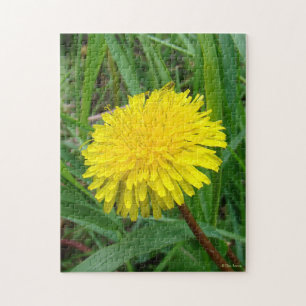 Puzzle F45 Pissenlit "Taraxacum officinale"