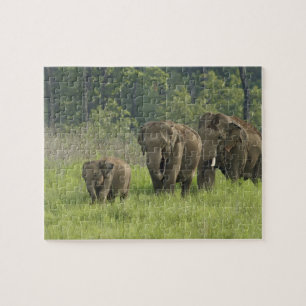 Puzzle Famille d'éléphants indiens