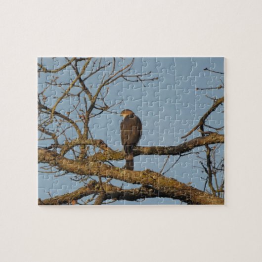 Puzzle Faucon majestueux (Horizontal)