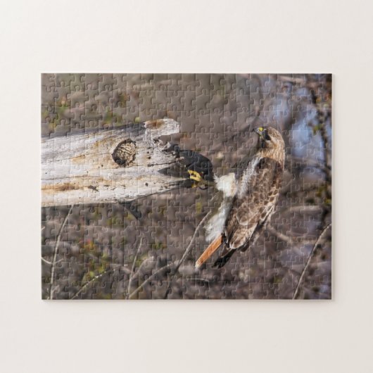 Puzzle faucon Rouge-coupé la queue (Horizontal)
