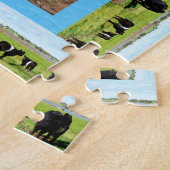 Puzzle Female Belted Galloway Cow (Côté)