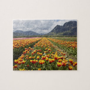 Puzzle Ferme de tulipes près d'Agassiz, Colombie-Britanni