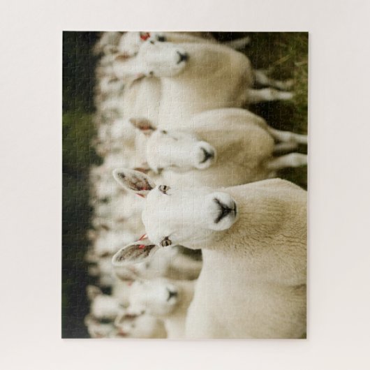 Puzzle Fermes | Troupeau de moutons (Vertical)
