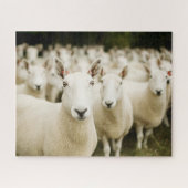 Puzzle Fermes | Troupeau de moutons (Horizontal)