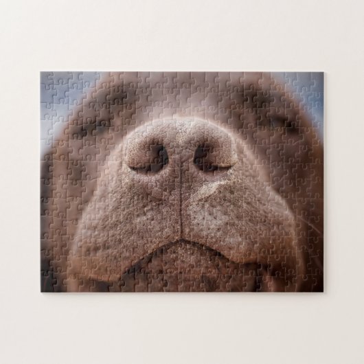 Puzzle Fermeture du nez du Labrador au chocolat (Horizontal)