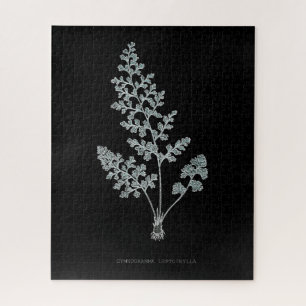 Puzzle Fern - Gymnogramma Leptophylla - Effet de rayons X