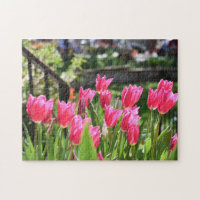 Festival Tulip Fleur Nature Photographie Jardin