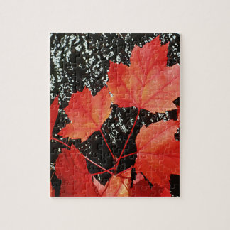 Puzzle Feuilles de Érable Rouge Saison Automne Photo