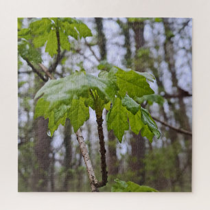 Puzzle Feuilles de forêt après la pluie – Wild Nature Rom