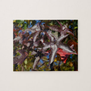Puzzle Feuilles de Liquidambar en Automne