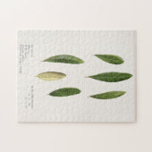 Puzzle Feuilles d'olive (Olea Europaea) (Horizontal)