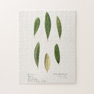 Puzzle Feuilles d'olive (Olea Europaea)