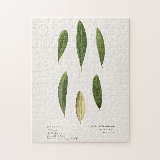 Puzzle Feuilles d'olive (Olea Europaea) (Vertical)