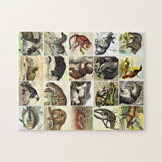 Puzzle Fiche technique sur la forêt, la jungle et l'océan (Horizontal)