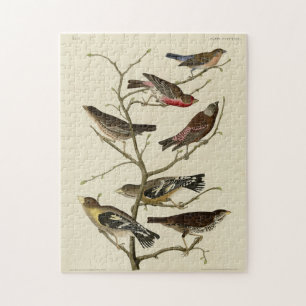 Puzzle Finch, Bunting, Grosbeak, Audubon Birds of America