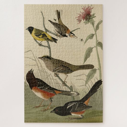 Puzzle Finch, Towhee, Sparrow, Audubon's Birds of America (Vertical)
