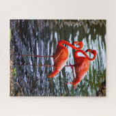 Puzzle Flamants roses roses dans l'eau (Horizontal)
