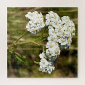 Puzzle Flèche Blanche Fleurissant Au Soleil De L'Après-Mi (Horizontal)