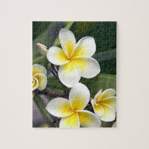 Puzzle Fleur de frangipanier Îles Cook