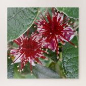 Puzzle Fleur de la Nouvelle-Zélande Rouge Fleur Feijoa (Horizontal)