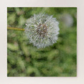 Puzzle Fleur de pissenlit blanc sur herbe verte (Horizontal)