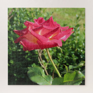 Puzzle fleur, rouge, pétale, rose, nature, fleurir, flora