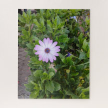 Fleurs