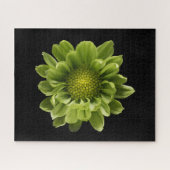 Puzzle Fleurs | Chrysanthème vert (Horizontal)