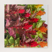 PUZZLE FLEURS DE CELOSIA (Horizontal)