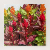 PUZZLE FLEURS DE CELOSIA (Vertical)