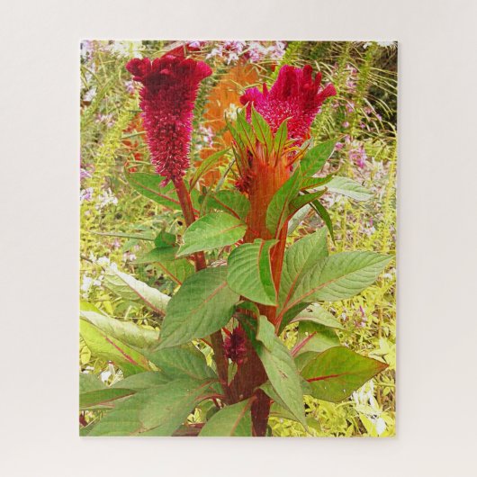PUZZLE FLEURS DE COCKSCOMB (Vertical)