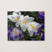 Puzzle Fleurs de Crocus printanières dans le parc (Horizontal)