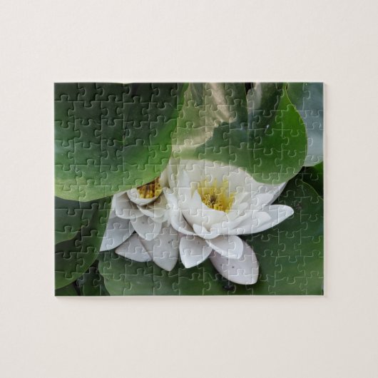 Puzzle Fleurs de Lotus Blanches, Botanique (Horizontal)