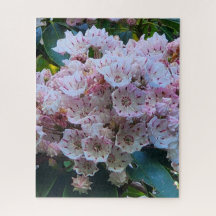 Fleurs roses et blanches de laurier de montagne