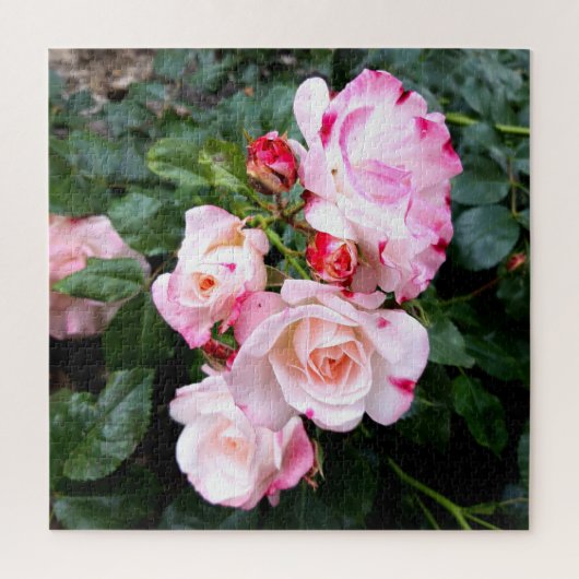 Puzzle Fleurs roses, Roses blanches rouges roses (Vertical)
