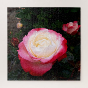 Puzzle Fleurs roses, Roses blanches rouges roses