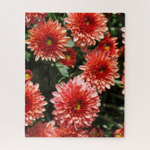 Puzzle Fleurs rouges de chrysanthème