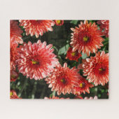 Puzzle Fleurs rouges de chrysanthème (Horizontal)
